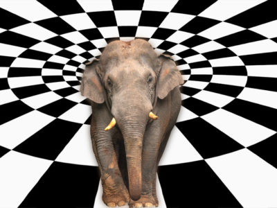 What happens when you give LSD to an elephant?