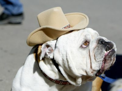 Why Do I Eat Pigs, but Give My Dog Her Own Cowboy Hat?