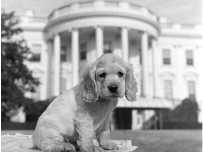 The Curious Incident of No Dog in the White House